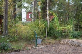 Farmhouses in a forest