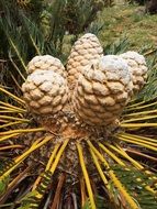 plant in national garden in cape town