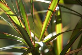 plant in sunshine
