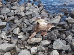 duck on the stones on the beach close-up