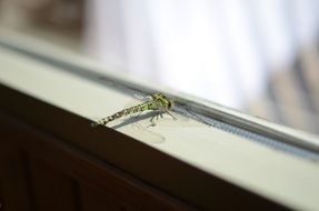 dragonfly on the window frame close up