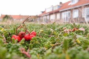 dry red berries on the grass near the house