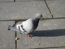 city pigeon close up