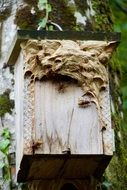 hornets nest in nature