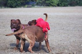 Two mastiffs playing in the open air