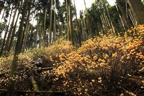 yellow flowers in the forest