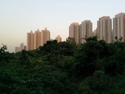 skyscrapers behind the rainforest