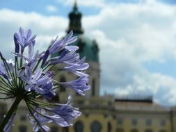 purple flower on a background of the palace in Germany