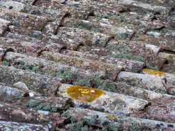 brown and green moss on tiles