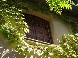 Window with shutters among vegetation