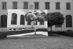 Black and white image of trees inside the courtyard
