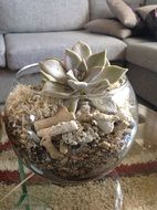 closeup photo of glass decor plant in home