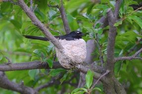 black bird in a nest on a tree close-up on blurred background