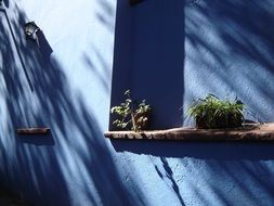 pot plants at blue wall