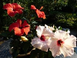 garden hibiscus