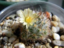 cactus succulent