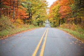 autumn view road yellow between colorful Forest