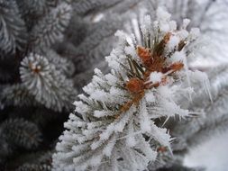 frost winter pine snow tree