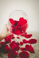 red rose petals in wine glass