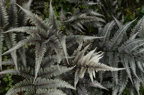 fern leaves plant flora garden