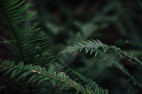 fern plant macro photo