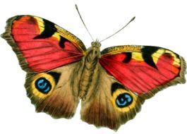 butterfly bright vintage drawing