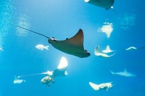 ray fish water ocean sea nature