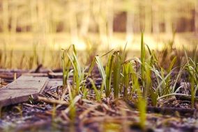 grass forest green nature spring