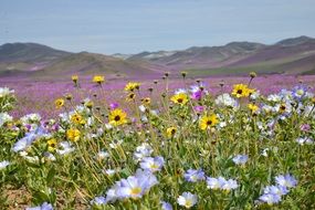 colorful hills flowering field