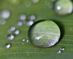 spherical drops of water on the leaf