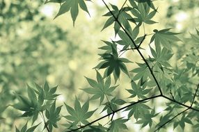 maple leaves tree botany plant