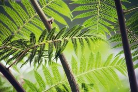 fern leaf in a forest