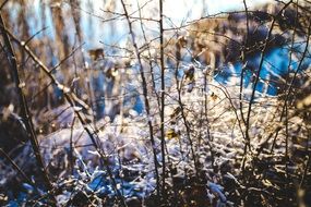 branch snow nature winter close up