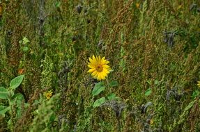 sun flower lonely alone