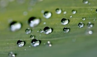 raindrops on a green leaf