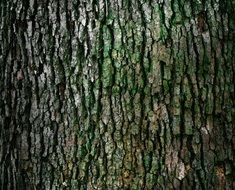 bark trunk pattern texture natural