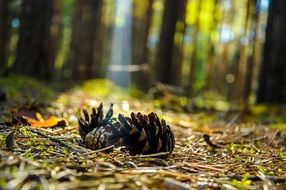 snag on land forest tree landscape