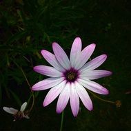 flower grass bloom daisy pink