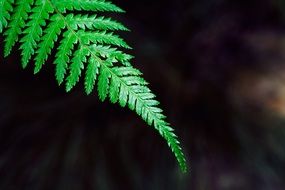 green fern branch