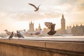 animals birds nature seagulls