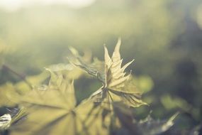 nature light maple background