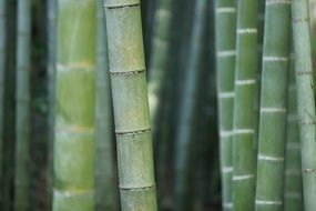 bamboo forest trunks grass plant