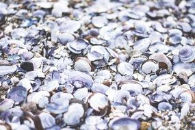 seashells pile nature beach