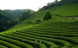 boseong green tea plantation