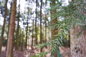 conifer twig needles green forest