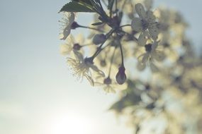 nature light cherry flower