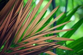 dry palm in tropics