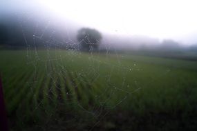 spider web cobweb pattern