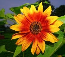 blossom bloom sun flower yellow