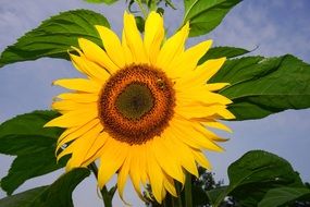 blossom sun yellow flower background